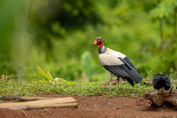King vulture standing on the ground in Costa Rica rainforest