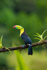 Keel billed toucan perched on mossy branch in Costa Rica rainforest