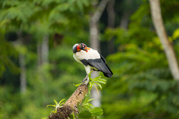 King vulture perched on branch in tropical rainforest of Costa Rica