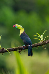 Keel billed toucan perched on mossy branch in Costa Rica rainforest
