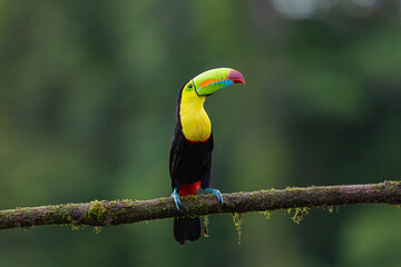 Keel billed toucan perched on mossy branch in Costa Rica rainforest