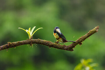 Collared aracari perched on mossy branch in Costa Rica rainforest