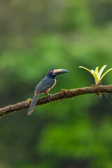 Collared aracari perched on mossy branch in Costa Rica rainforest