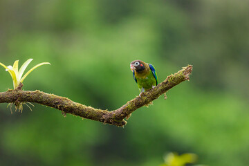 Brown hooded parrot perched on mossy branch in Costa Rica rainforest