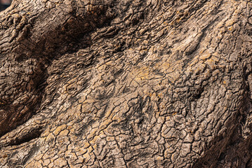 Close-Up View of Weathered Tree Bark with Intricate Texture Details