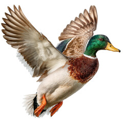 Obraz premium Majestic mallard duck in flight isolated on white background beautiful bird with green head and brown feathers