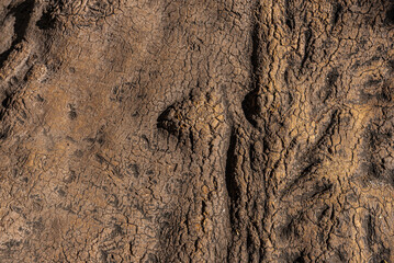 Detailed Texture of Tree Bark With Natural Patterns and Cracks