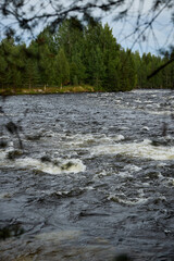 Obraz premium A Serene River Gently Flows Through a Beautifully Lush Forested Landscape, Inviting Peace