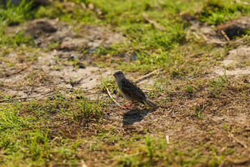 A small bird sitting on the ground within its natural habitat, blending into the scenery