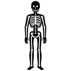 human skeleton highlighted bones on white background