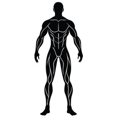 human muscle anatomy structure highlighted on white