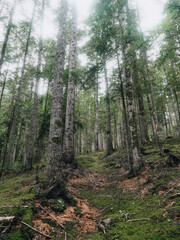 photographies réalisées dans une foret proche de la petite commune de Nizerole en France.