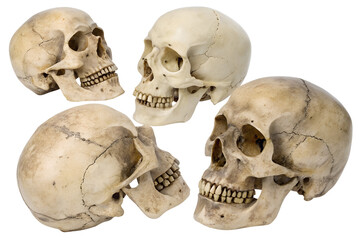 A collection of four realistic human skulls showing different angles isolated on a white background for medical or anatomical study