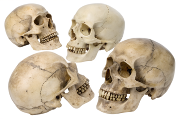 A collection of four realistic human skulls showing different angles isolated on a white background for medical or anatomical study
