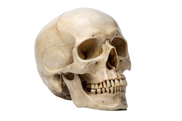 Detailed human skull model in clear side view, showcasing intricate bone anatomy, isolated on crisp white background for scientific and educational purposes
