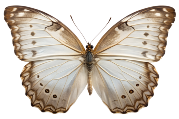 Close-up macro view of a beautiful white butterfly with intricate brown markings, wings fully open, isolated on a clean white background
