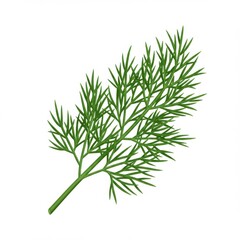 Fototapeta premium Single Sprig of Bright Green Dill Herb Isolated on a Clean White Background