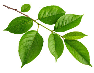 Fototapeta premium Green leaves on the branch isolated on a transparent background.