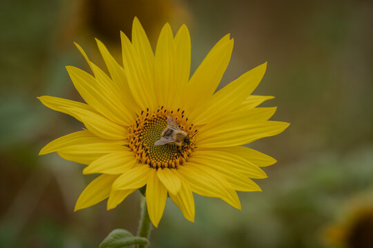 bee on sunflower