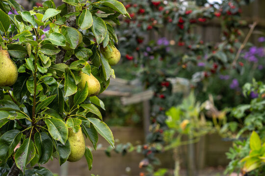 Pears on a tree
