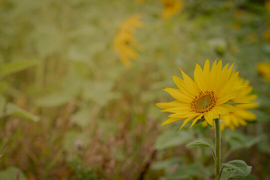 Sunflower in a field