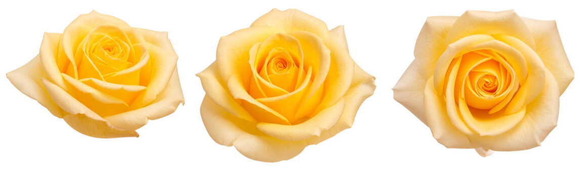 Three yellow roses isolated on a transparent background.. - Powered by Adobe