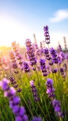 Obraz premium Lavender field bathed in sunlight (1)