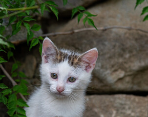 Cute kitten portrait close up