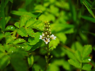 咲き始めのトラノオ