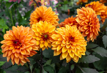 Vistosas flores de dalia