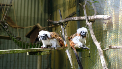 Two curious Cotton-top Tamarins are perched on a wooden platform in a zoo enclosure