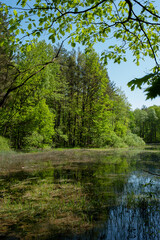 Green forest and lake, reflection of trees in the water.
