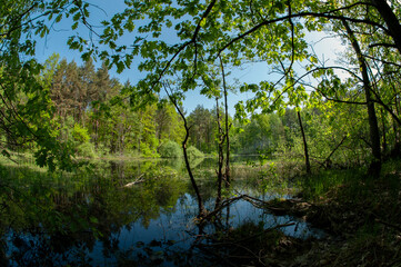 Green forest and lake, reflection of trees in the water.