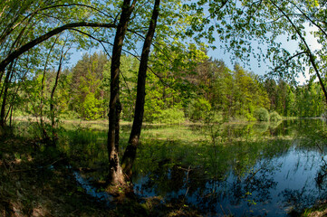 Green forest and lake, reflection of trees in the water.