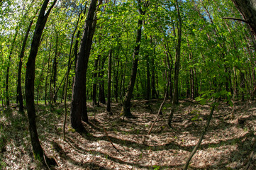 Trees in the forest in the spring in the park with long shadows from the sunset.