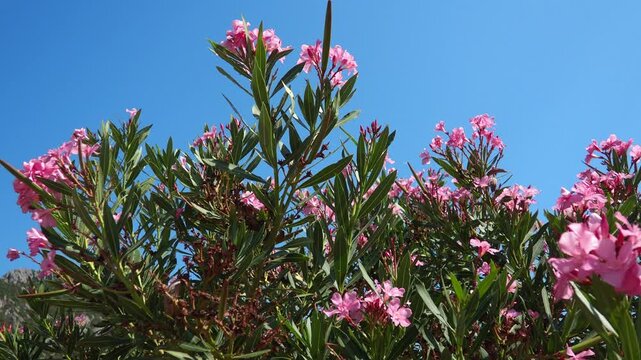 Nerium oleander, rosebay cultivated worldwide in temperate and subtropical areas as an ornamental and landscaping plant. Genus Nerium, Apocynoideae, Apocynaceae. Montenegro, Adriatic, Mediterranean