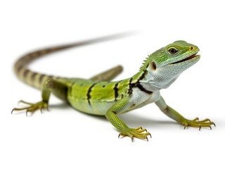 Fototapeta premium Green lizard scales stripes reptile
