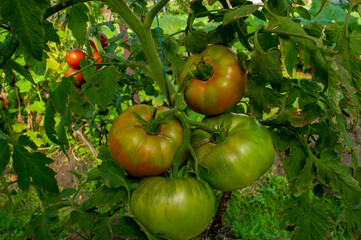 Young green tomato fruits grow on branches in a greenhouse. Green unripe tomato with flower