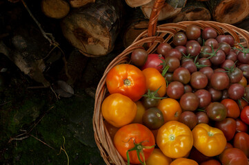 Multicolored tomatoes in a basket.
Freshly picked organic vegetables - ripe tomatoes in a basket.