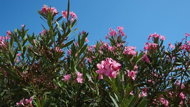 Nerium oleander, rosebay cultivated worldwide in temperate and subtropical areas as an ornamental and landscaping plant. Genus Nerium, Apocynoideae, Apocynaceae. Montenegro, Adriatic, Mediterranean