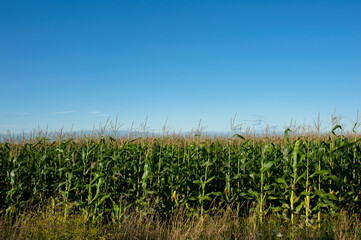 Corn field close-up. Selective focus. Green corn plantation, close-up of corn on the cob in the field.