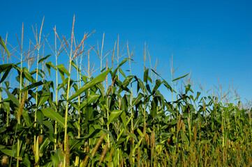 Corn field close-up. Selective focus. Green corn plantation, close-up of corn on the cob in the field.
