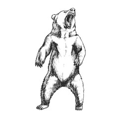 Vector hand-drawn illustration of a growling bear. Black and white sketch of a wild animal.