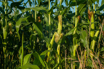 Corn field close-up. Selective focus. Green corn plantation, close-up of corn on the cob in the field.