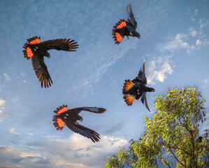 A flock of red-tailed black cockatoos (Calyptorhynchus banksii) flying in the tropical  rainforests of Queensland, Australia