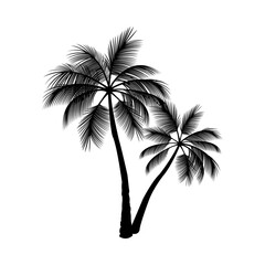 picture of a coconut tree or palm