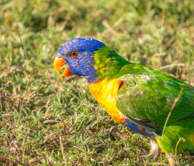 Closeup of a rainbow lorikeet (Trichoglossus moluccanus) in Townsville, Queensland, Australia