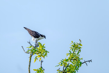Osprey photobombed by a flying insect