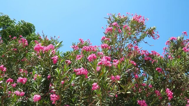 Nerium oleander, rosebay cultivated worldwide in temperate and subtropical areas as an ornamental and landscaping plant. Genus Nerium, Apocynoideae, Apocynaceae. Montenegro, Adriatic, Mediterranean