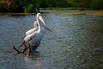 Two Australian pelicans perched on a log in calm river water, their long bills and striking plumage reflecting in the wetland scene.